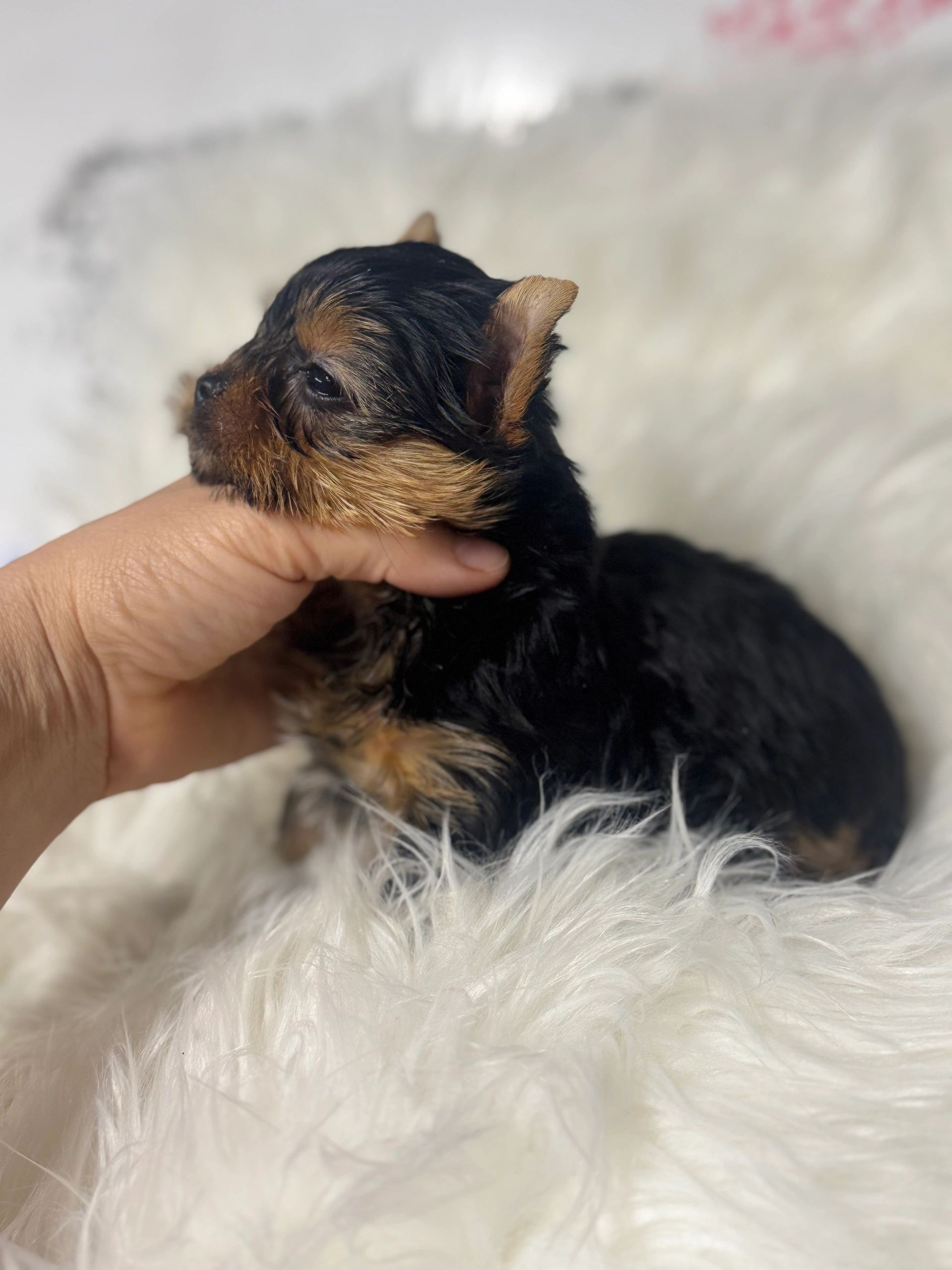 A tiny black and brown puppy resting on a fluffy white surface.