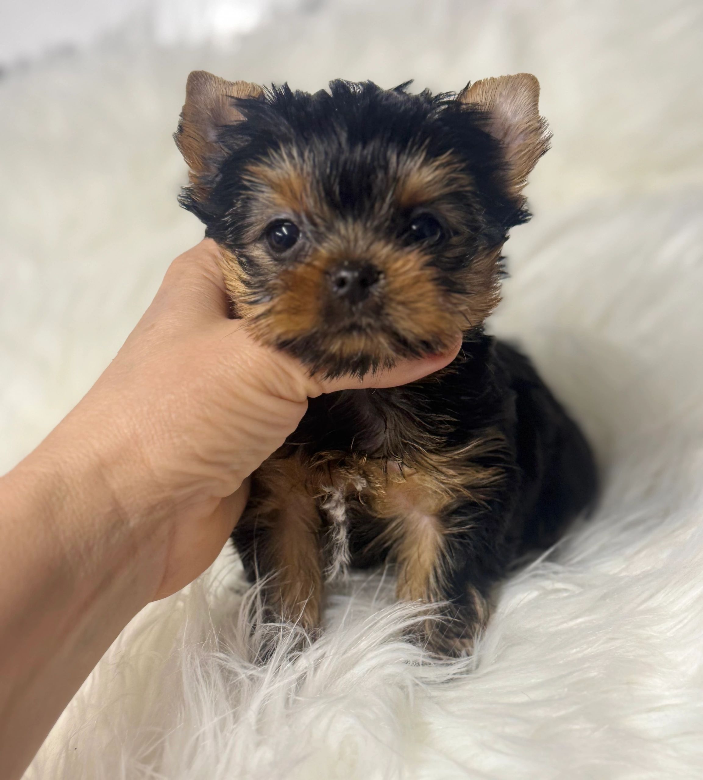 A tiny, fluffy Yorkshire Terrier puppy held gently by a hand.