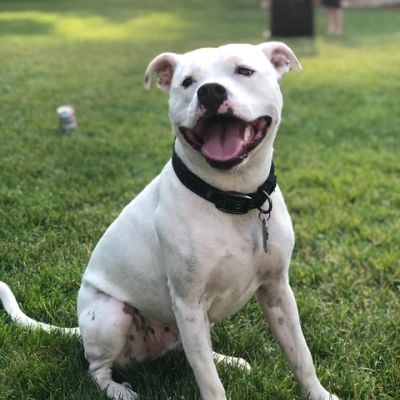 White dog sitting on grass with a happy expression.