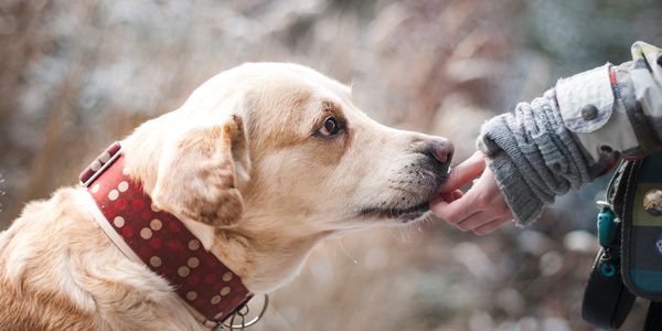 A person touching a dog