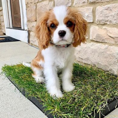 expressions perfectly capture the breed’s gentle, loving nature.