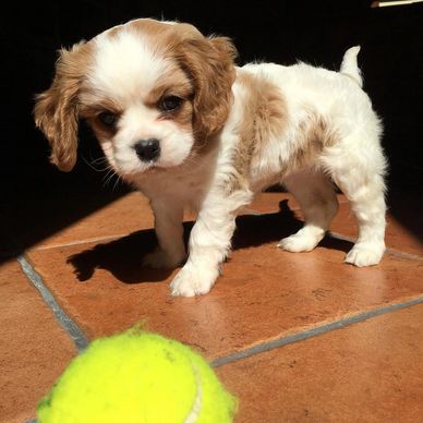 Cavalier King Charles Spaniel puppies for adoption