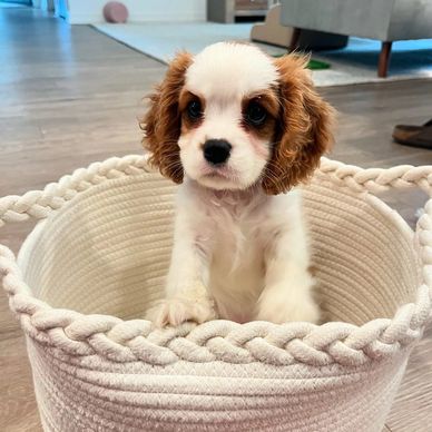 Cavalier puppy running joyfully toward the camera on a dirt path