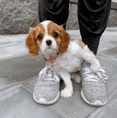 Cavalier puppy health guarantee Cavalier King Charles Spaniel puppies