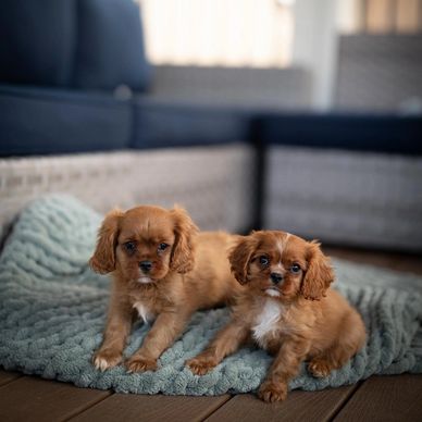 Cavalier puppies near me Cavalier King Charles Spaniel breeder