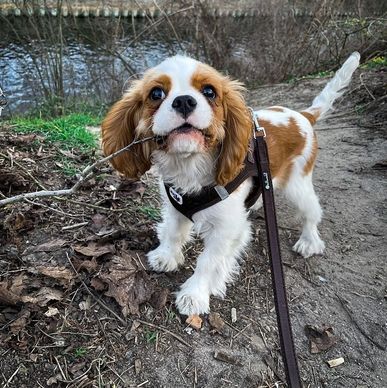 Cavalier King Charles Spaniel puppies
Cavalier King Charles Spaniel breeder
Cavalier puppy for sale