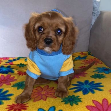 Purebred Cavalier King Charles Spaniel Puppies For Sale Near Me