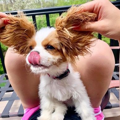 Cavalier puppy tilting head curiously.