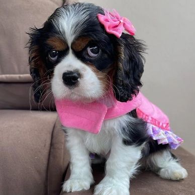 Small puppy dressed in pink with a bow on its head. Cavalier King Charles Spaniel Puppies for sale