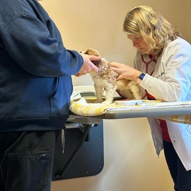 Fluffy Cavalier puppy sitting in green grass. Cavalier puppy tilting head curiously.