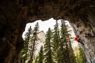 A climber scales a rocky cave wall surrounded by tall pine trees.
