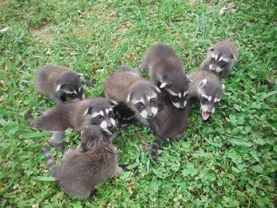 Benton, AR. Animal Control Services