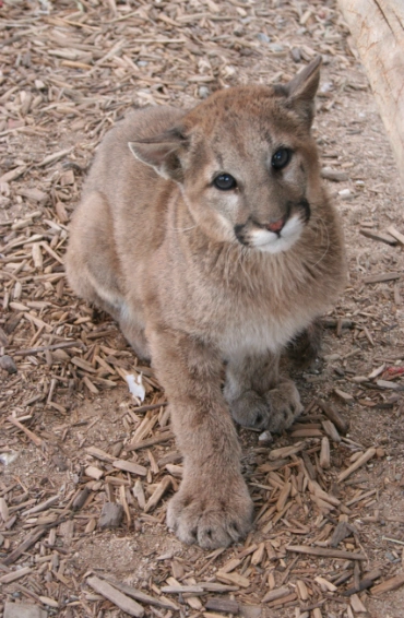 Cougars