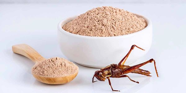 Insect powder sourcing agent China, Taiwan, Southeast Asia: Vietnam, Thailand, Malaysia, Cambodia