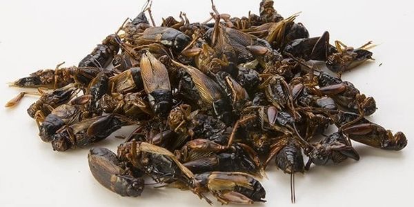 Crickets sourcing agent China, Taiwan, Southeast Asia: Vietnam, Thailand, Malaysia, Cambodia