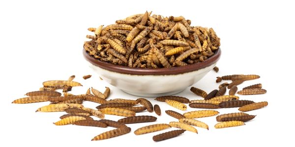 Whole dried larvae sourcing agent China, Taiwan, Southeast Asia Vietnam, Thailand, Malaysia Cambodia