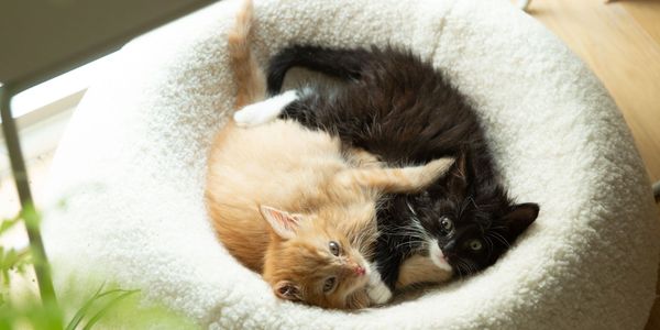 Pet beds and hoses sourcing agent China, Taiwan, and Asia: Vietnam, Thailand, Malaysia, Cambodia
