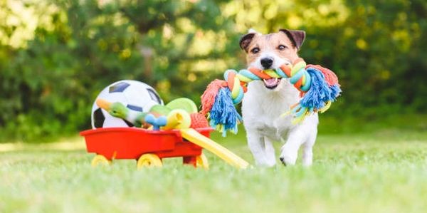 Pet toys sourcing agent China, Taiwan, and Southeast Asia: Vietnam, Thailand, Malaysia, Cambodia
