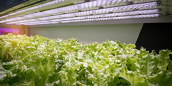 Garden plants sourcing agent China, Taiwan, and Asia: Vietnam, Thailand, Malaysia, Cambodia 