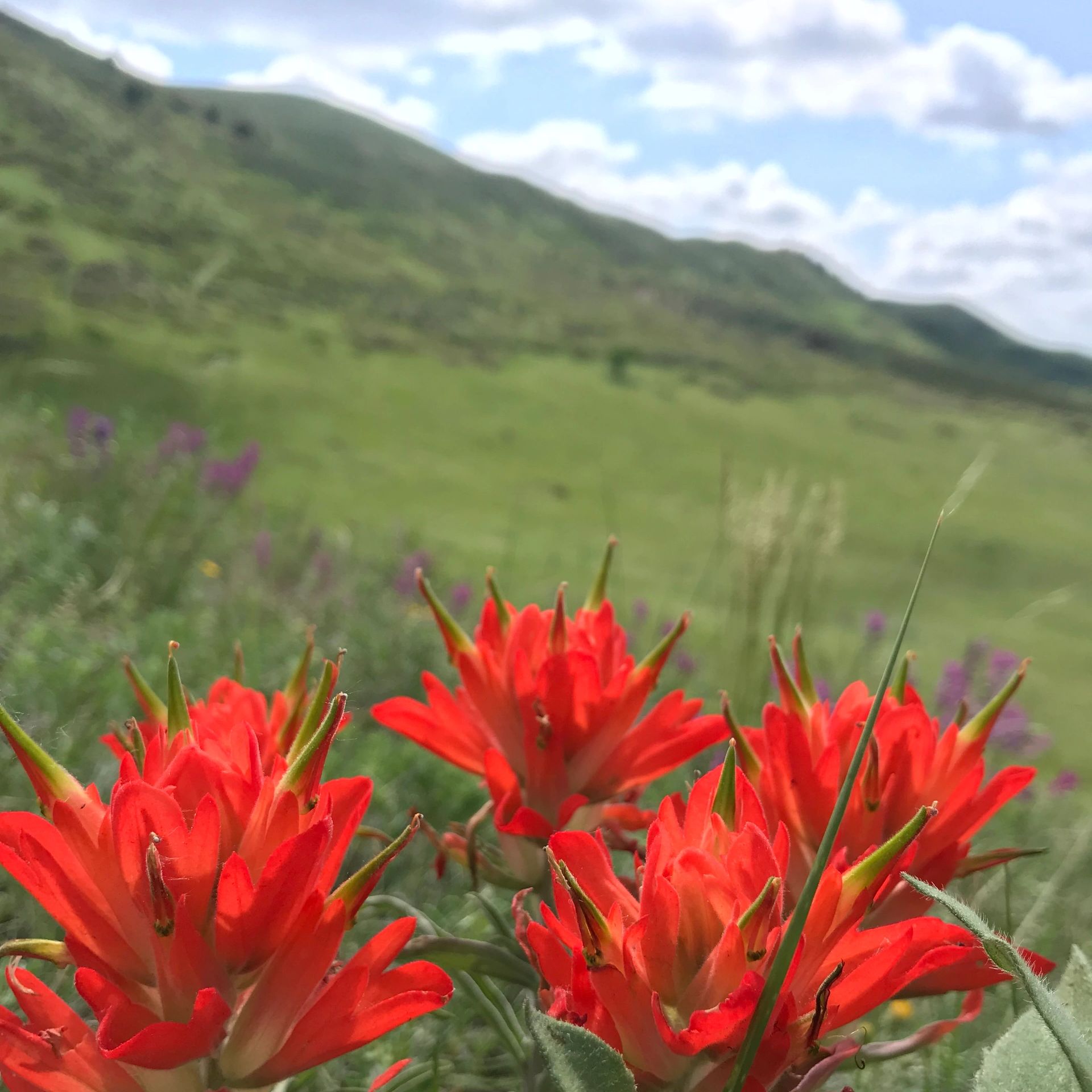 red and purple wildflowers in foreground with foothills in background