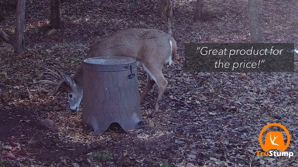 deer feeding information