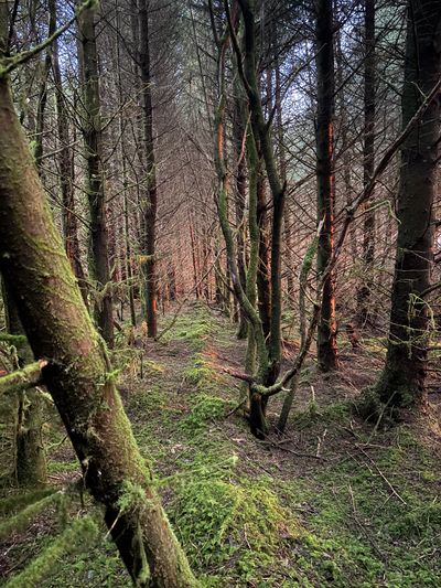 Moss-covered forest floor with slender trees and soft light.