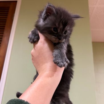 A person holding a fluffy gray kitten.