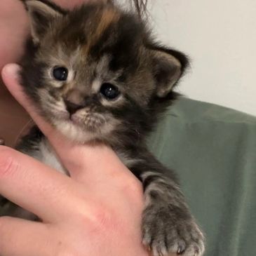 Tiny kitten cuddled in a person's hand.