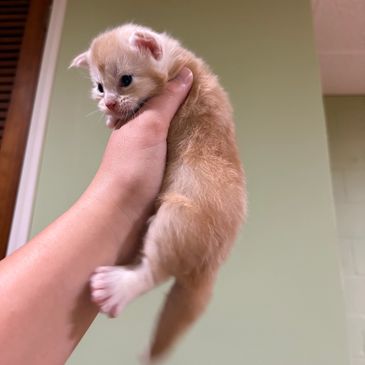 A small orange kitten held in one hand.