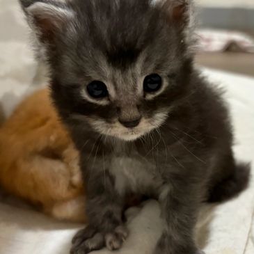Close-up of a fluffy dark gray kitten with big eyes.