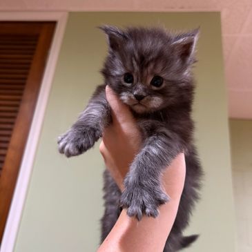A fluffy gray kitten being held up.