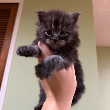 Small fluffy kitten held by a hand.