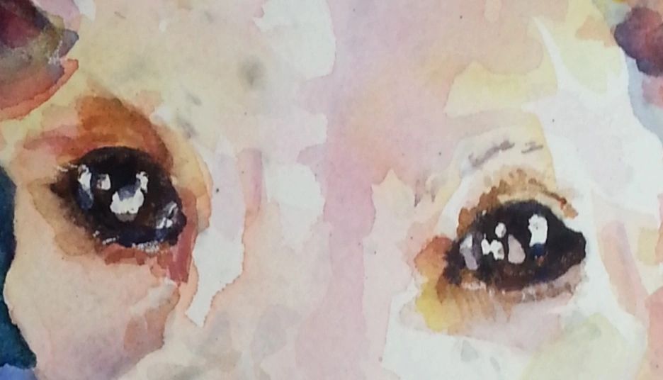 eye detail watercolor pet portrait eye detail watercolor pet portrait