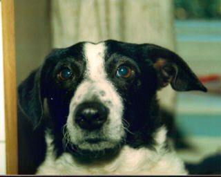 Photo of Dog for Watercolor Portrait