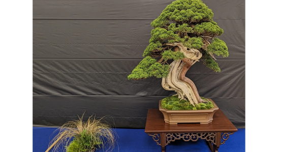 Bonsai Tree Clubs And Societies Bonsai Tree Clubs And Societies