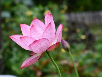 Pink lotus flower blooming.