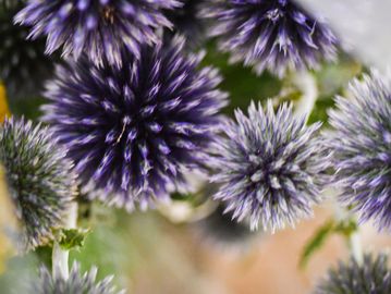 Close-up of spiky purple globe thistle flowers.