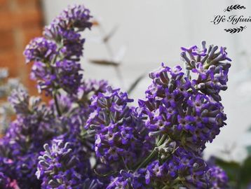 Close-up of vibrant purple flowers.