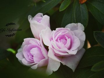 Three soft pink roses with green leaves.