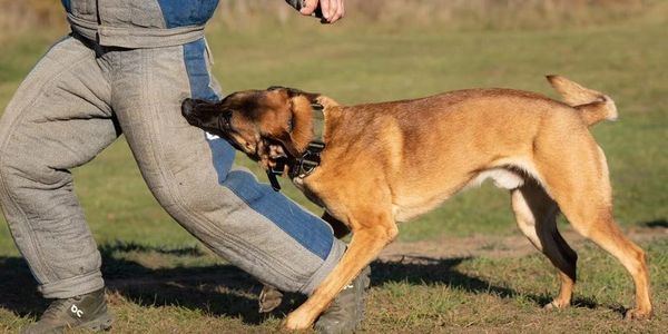 Ohio Sheriff Department Police K9 Lincoln 