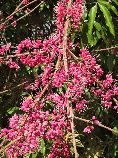 Melicope 'Blush'