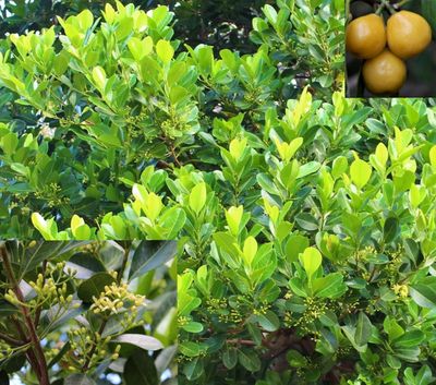 Acronychia imperforata Vista, New plant, Elite Flora, New Plant Release, Complete Plant Management