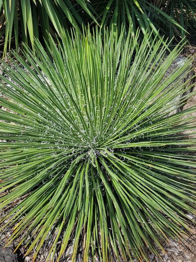 Agave Gem; Agave geminiflora