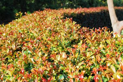 Syzygium Resilience, New Plant, Elite Flora, New Plant Release, Complete Plant Management,