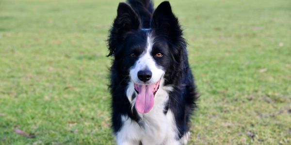 Happy Border Collie with tongue out on grass coming straight on