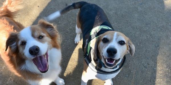 Two happy dogs looking up joyfully.
One on the left is a red and white border collie smiling and on the left is a beagle smiling 