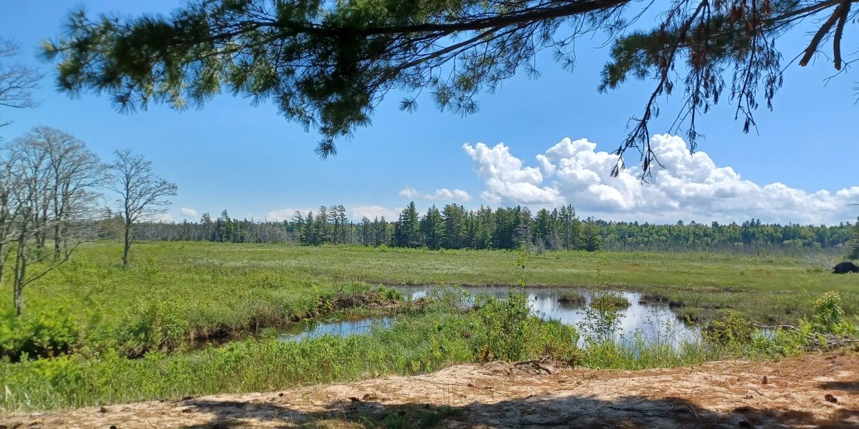 Tranquil wetland under a bright blue sky.