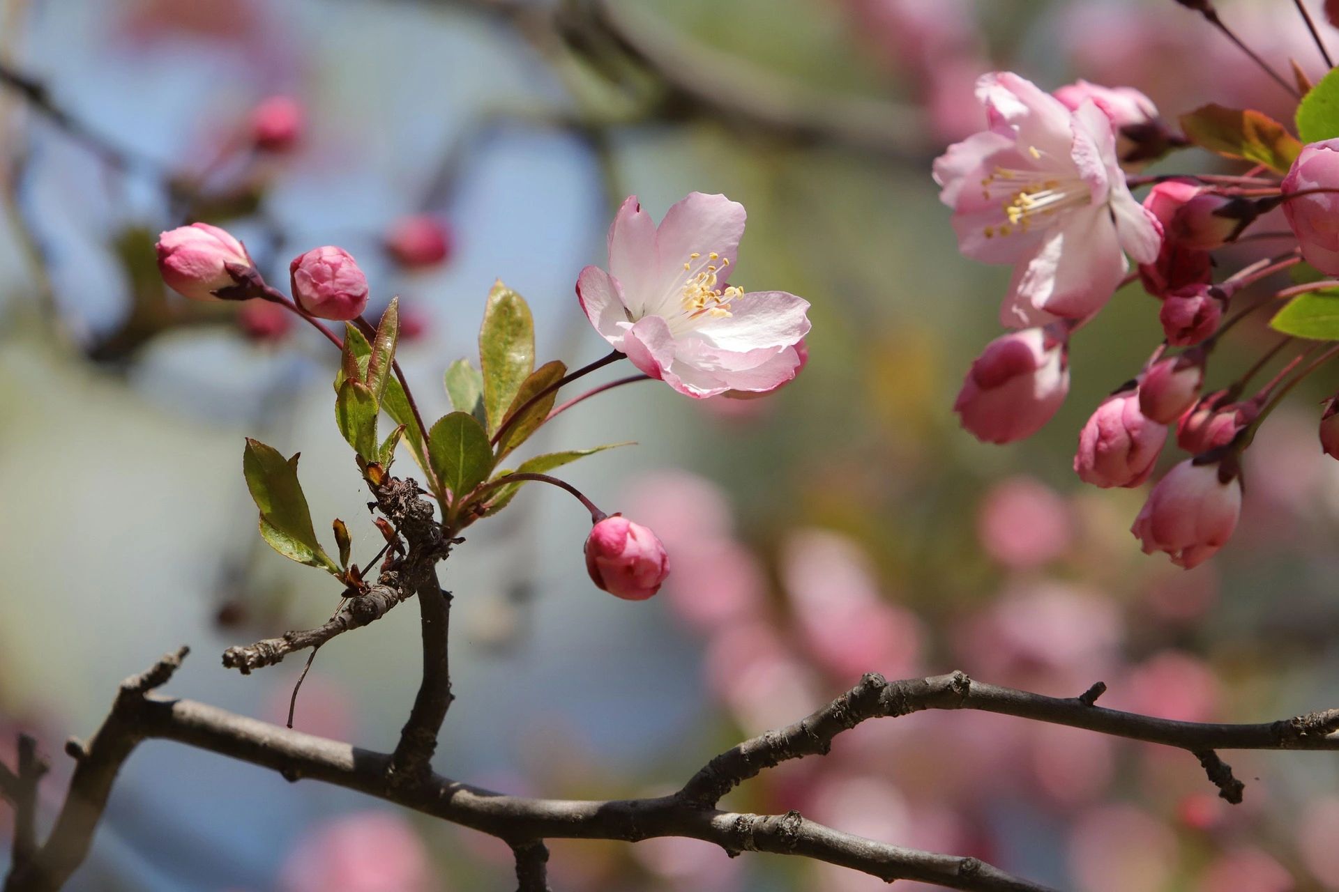 Cherry blossoms