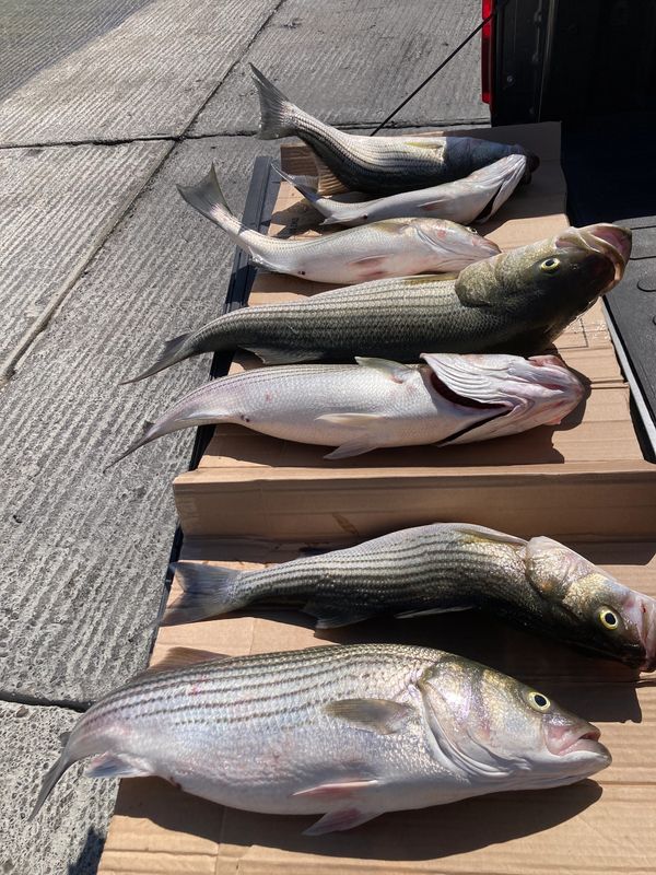 Fishing Report Amistad Bass