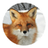 foxescapes